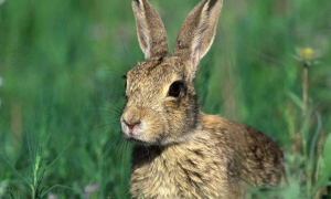 华南兔多久可以生兔子