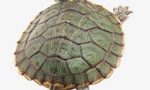 乌龟一般能活多少年