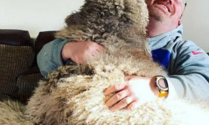 英国巨型贵宾犬重达44公斤，仍坐在主人腿上撒娇