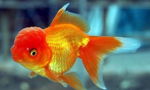 红虎头金鱼吃什么食物