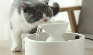 猫卜力陶瓷饮水机怎么安装