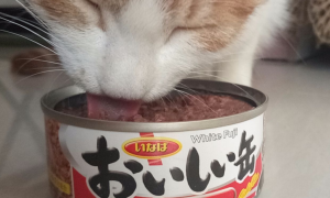 猫一次吃多少克罐头