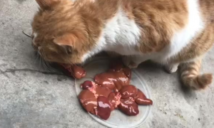 猫能吃鸡肝吗