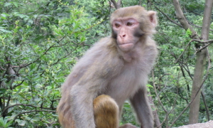 西比路岛猕猴是保护动物吗