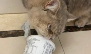 猫咪能吃酸奶吗
