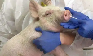 猪能不能得新冠肺炎