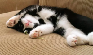 猫为什么天天睡觉不吃东西