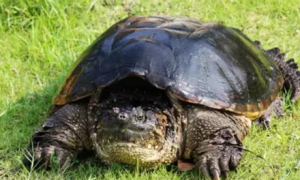 北美拟鳄龟能活多少年