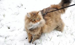 西伯利亚猫的选购技巧