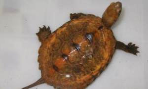 日本石龟能活多少年