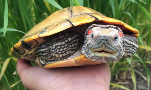 巴西红耳龟寿命一般有多少年