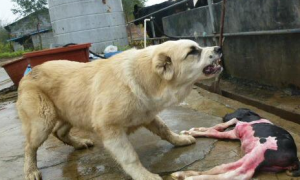中亚牧羊犬的体重是多少