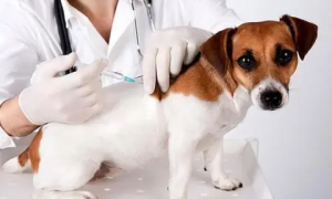 狗狗打完狂犬疫苗注意事项有什么