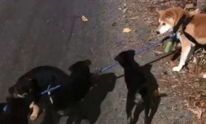柴犬散步途中，被一群小黑狗围攻，结果它的反应笑喷了……