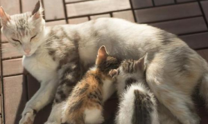 母猫产后能喝羊奶粉吗？