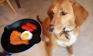 狗狗不吃狗粮了怎么办但是却吃零食