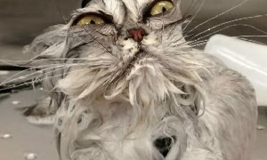 宠物猫狗的洗澡专用沐浴露