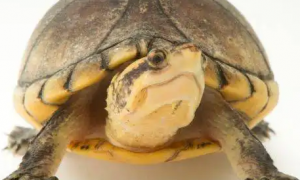 乌龟多久不吃食会饿死