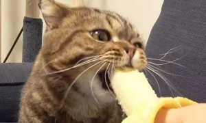 猫可以吃香蕉吗