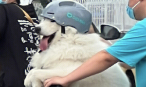 男子骑共享电动车，把唯一的头盔给萨摩耶戴上了！狗：狗命重要