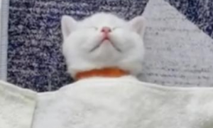 小奶猫因独特睡姿在网上走红：仰面朝天，躺平了睡