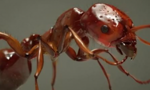 一个蚁巢24万头工蚁，广州现大量红火蚁，它带来什么后果？