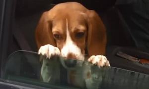 狗狗不想回家，爪子搭在车窗上望着窗外，委屈的表情把主人逗笑！