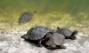 乌龟有可能中暑吗