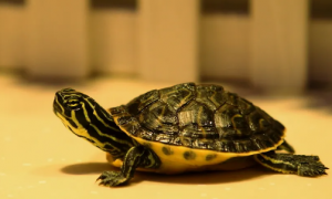 家养乌龟能活多久