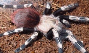 巴西红毛蜘蛛怎么分公母