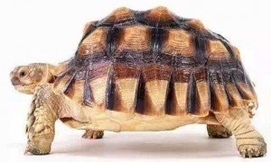 非洲折背陆龟多少钱一只