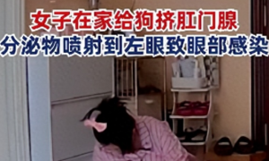 北京一女子给宠物狗挤肛门腺异物喷射左眼致感染