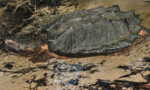 大鳄龟适宜在什么样的环境下生存
