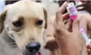 柳州一村民好心“收留”流浪狗，却因狗咬人致狂犬病身亡被索赔32万