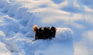 第一次见到雪的狗狗，用头往前拱着开路，好像南方人见雪的反应！