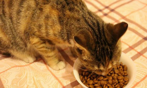 猫粮人可以吃吗