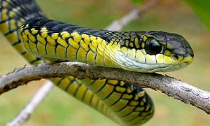 非洲树蛇吃什么
