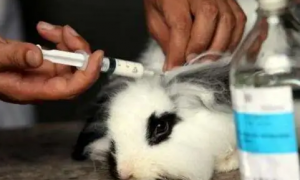 兔子防疫最简单的方法是什么