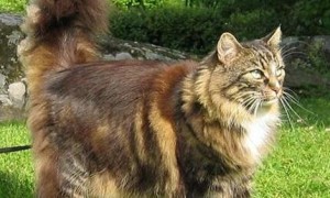 挪威森林猫长什么样子