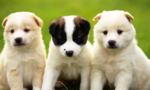 武汉业主在家养十多只狗屡遭投诉，称经营狗生意已在工商备案