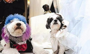 一场专属于贵宾犬和棉花面纱犬的婚礼