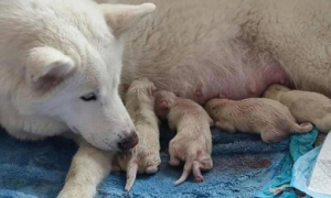 北极狼尝试人工繁育后，去医院检查被惊喜到了：上天的恩赐