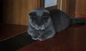 猫玩激光笔会抑郁吗