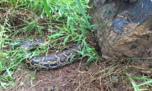 广西玉林发现25斤大蟒蛇，一口吞下一只大鹅