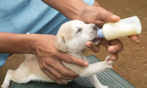 小狗可以喝牛奶吗