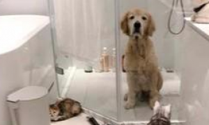 主人给狗洗澡，6只猫咪进浴室围观，网友：真是太操心了