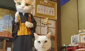 京都“猫猫寺”狂吸粉大喵，信徒超虔诚！