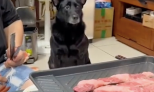 主人在吃烤肉，狗狗在后面盯着眼睛都发光了，狗：有我的份吧