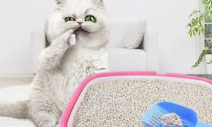 猫砂可以清洗吗