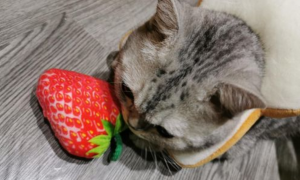 加菲猫能吃草莓吗